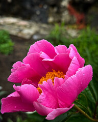 pink rose flower in the garden