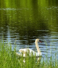 white swan on the lake