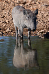 Fototapeta premium a juvenile warthog at a waterhole in Etosha Nationalpark