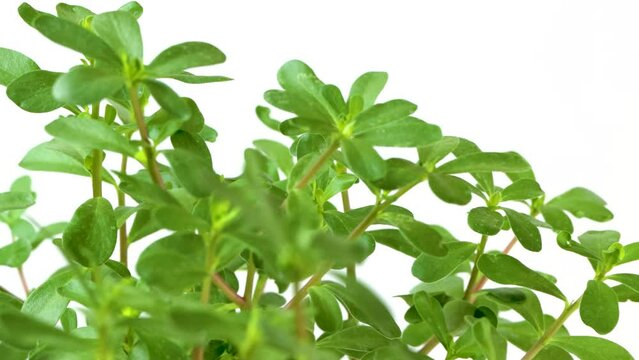 4k video, horizontal panning of green purslane leaves, scientific name portulaca oleracea