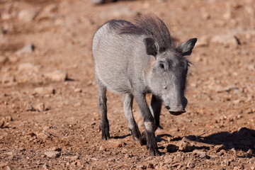 a juvenile warthog on red rocks in Namibia