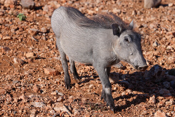 a juvenile warthog on red rocks in Namibia