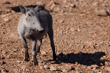 Fototapeta premium a juvenile warthog on red rocks in Namibia