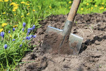 Digging up soil in garden. Shovel close up in ground on garden bed with grass plants and flowers. Organic farming, gardening, growing, agriculture concept
