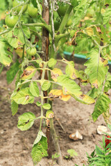Tomato ill plant with leaves in Phytophthora close up (Phytophthora Infestans). Potato dry plant has got sick by late blight, agriculture