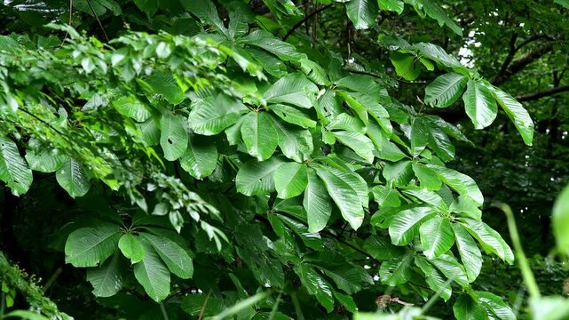 雨に濡れるホオノキの葉