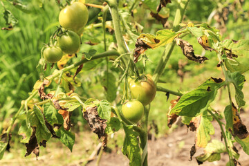 Tomato ill plant with Phytophthora close up (Phytophthora Infestans). Potato dry plant has got sick by late blight on sun in sunlight, agriculture