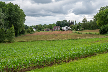 Green young corn field and farmer houses, Dilbeek, Belgium