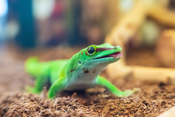 Close-up portrait of a beautiful Madagascar gecko Phelsuma