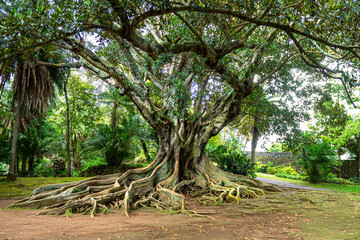 Viel arbre, Açores