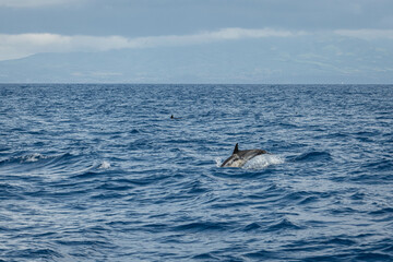 Fototapeta premium Dauphin jaune