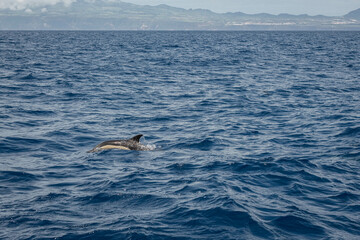 Dauphin aux A&ccedil;ores