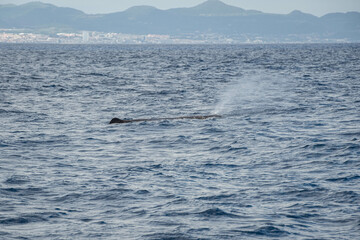 Cachalot crachant de l'eau