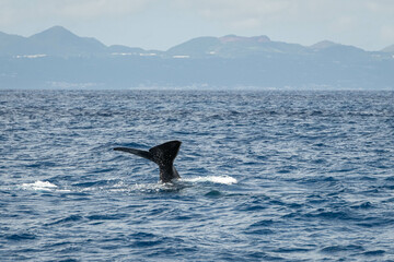 Fototapeta premium Cachalot plongeant