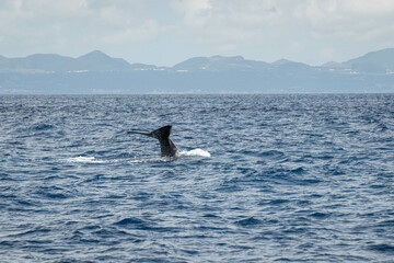 Fototapeta premium Cachalot plongeant