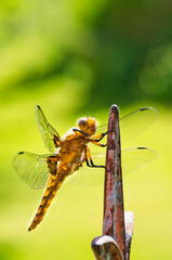 closeup photo of dragonfly in the nature on a green background
