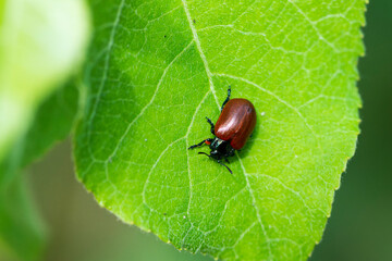 Pappelblattkäfer (Chrysomela populi)	