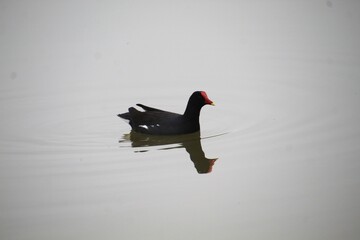 ave  galinha d’água  - Gallinula chloropus