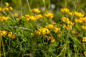 Pretty birds foot trefoil flowers in the summer sunshine, with a shallow depth of field