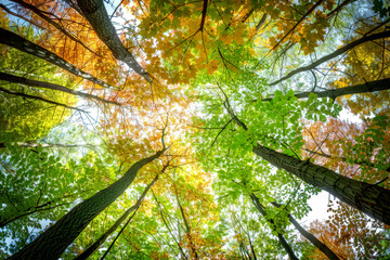 Sunlight peeks through varied, colorful leaves in a lush forest, creating a vibrant and dynamic display of nature's beauty and the changing seasons in a picturesque scene.