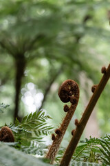 Wild growing fern in a forest botanical garden. Fern Koru. Natural botany wallpaper