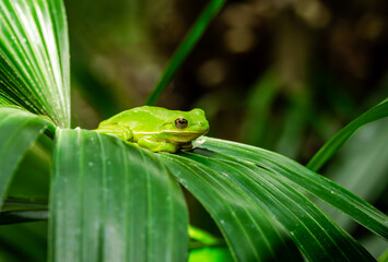 Arboreal Green Tree Frog sitting on tropical leaf at a butterfly garden in Georgia.