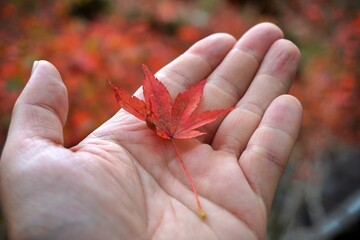 Ein Blatt roter Japanischer Ahorn auf einer Hand in einem Wald. 