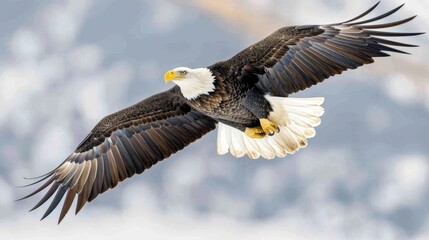 Fototapeta premium Majestic Bald Eagle Soaring Through the Sky