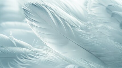 Obraz premium Macro image of one large white feather. Depth of field of lines, abstract summer nature background.