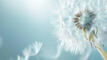 Macro photo of a large white dandelion. depth of field of flowers Abstract nature background