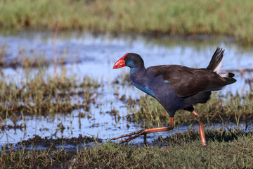 Australasian swamphen (Porphyrio melanotus) in natural habitat. Large claws and toes.  Occurs in Indonesia, Papua New Guinea, Australia and New Zealand. Copy space