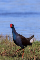 Australasian swamphen (Porphyrio melanotus) in natural habitat. Large claws and toes.  Occurs in Indonesia, Papua New Guinea, Australia and New Zealand. Copy space