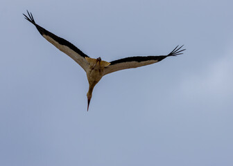 White stork in flight with blue sky background