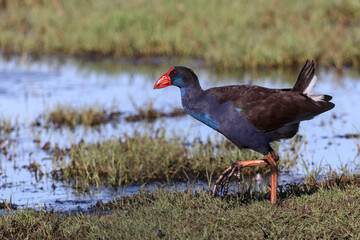Australasian swamphen (Porphyrio melanotus) in natural habitat. Large claws and toes.  Occurs in Indonesia, Papua New Guinea, Australia and New Zealand. Copy space