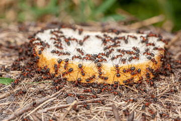 The bread crisis. Picture of a colony of ants that have 1 slice of bread and very quickly start tearing it and stocking it up for the cold days of winter.