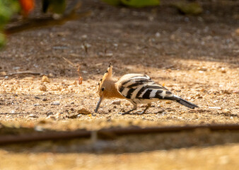 Hoopoe bird foraging in the earth in a garden in Portugal
