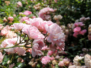 Beautiful blooming rose bush with small flowers