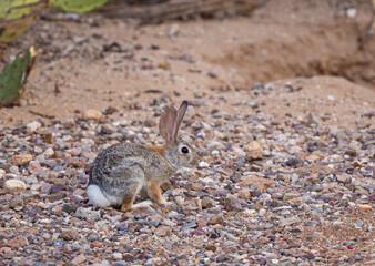 Rabbit in the desert Tucson Arizona 