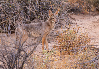 Coyote in the desert with sharp eyes looking alert