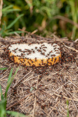 The bread crisis. Picture of a colony of ants that have 1 slice of bread and very quickly start tearing it and stocking it up for the cold days of winter.
