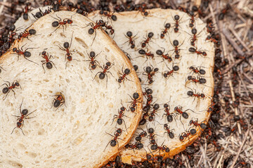 Macro picture with a lot of ants that are located on a slice of bread and start to eat from it to get food during the winter. Big red ants show the bread crisis.