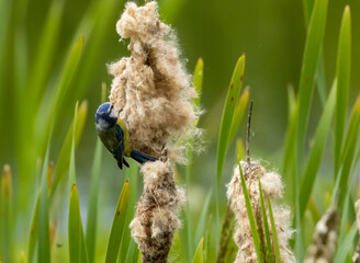 Blue tit picking fluff from a reed for nesting materials