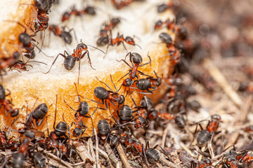 Macro picture with a lot of ants that are located on a slice of bread and start to eat from it to get food during the winter. Big red ants show the bread crisis.