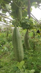 growth stages of ridge gourd.organic rooftop terrace gardening.organic vegetable terrace garden.	