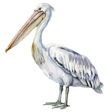 recommend clip art: Watercolor painting of a pelican Bird, isolated on a white background, pelican vector, drawing clipart, Illustration Vector, Graphic Painting, design art, logo