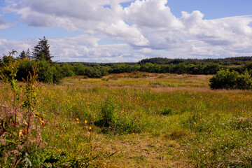 Obraz premium field of grass and sky