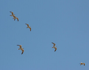 seagull birds against the blue sky.