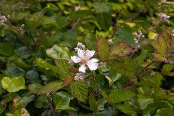 pink and white flowers