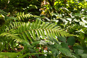 fern in the forest
