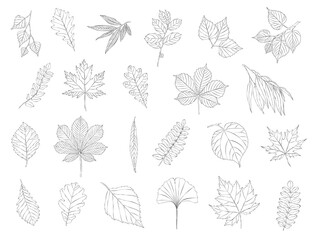 Fototapeta premium Set of different kinds of leaves. Hand-drawn sketches. Vector illustrations. Collection of isolated outlined leaves on a white background.